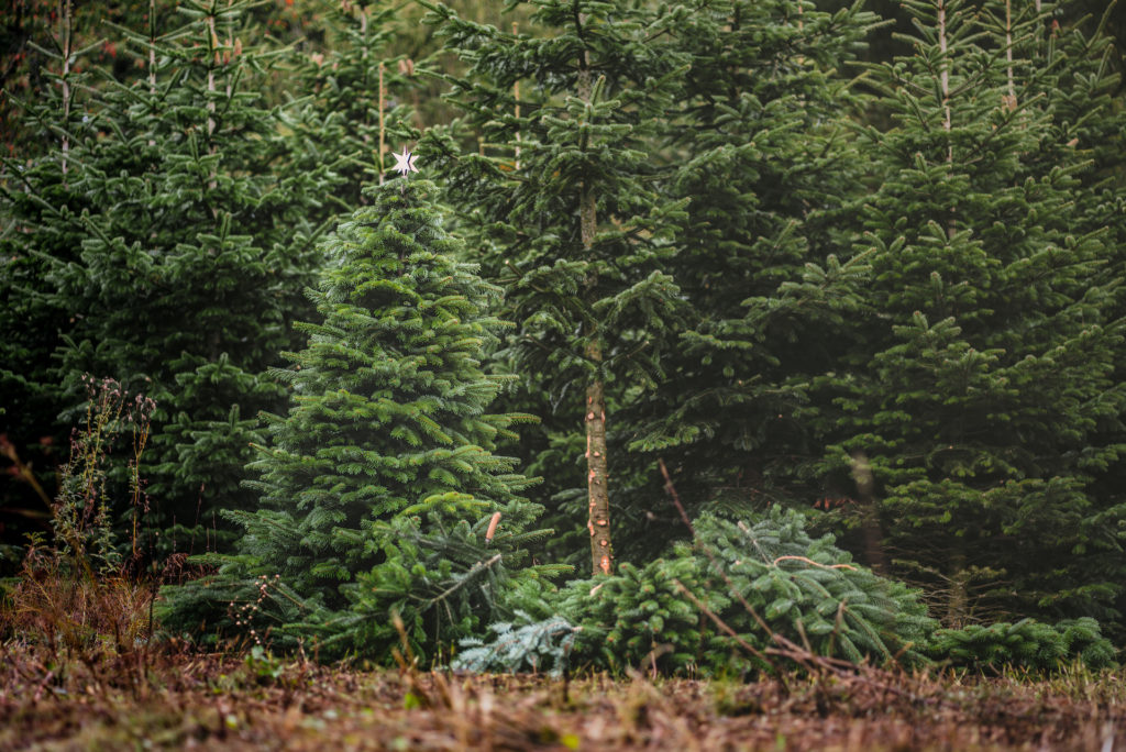 Warum die Verwendung von Schnittgrün nachhaltiger ist als ein Weihnachtsbaum